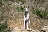 WHIPPET 117